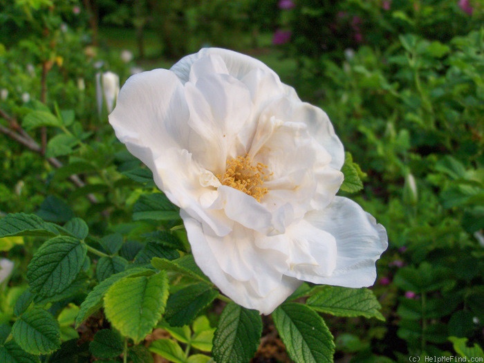 'Blanc Double de Coubert (Rugosa, Cochet-Cochet, 1892)' rose photo