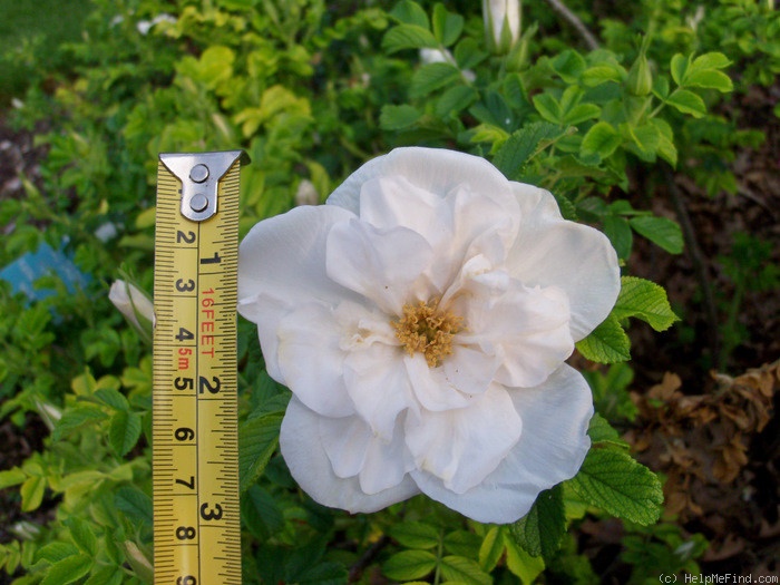 'Blanc Double de Coubert (Rugosa, Cochet-Cochet, 1892)' rose photo