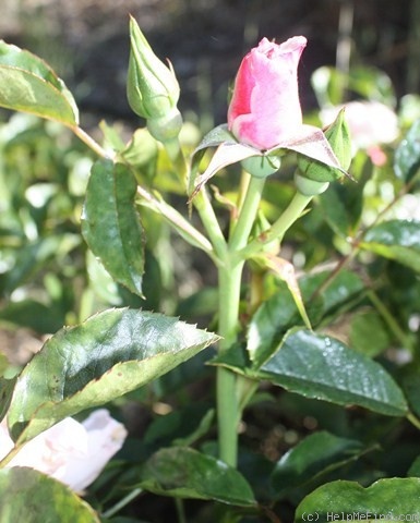 'Pearl Drift' rose photo