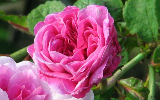 'Henri Foucquier' rose photo