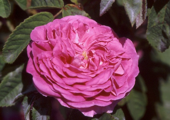 'Surpasse Tout' rose photo