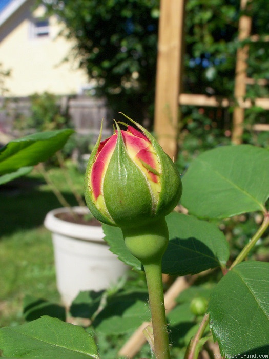 'Golden Celebration ™' rose, click to enlarge 'Golden Celebration ™' rose photo