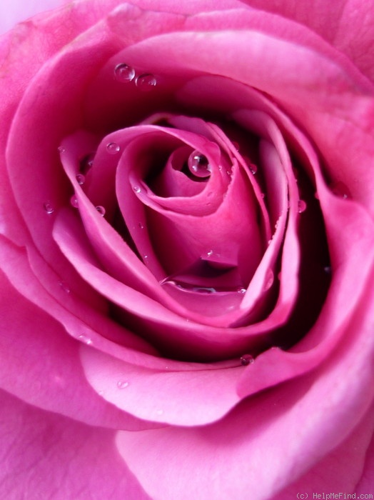 'Barbra Streisand ®' rose photo