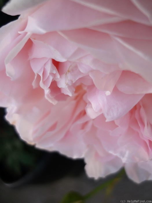 'St. Cecilia ® (Shrub, Austin, 1987)' rose photo