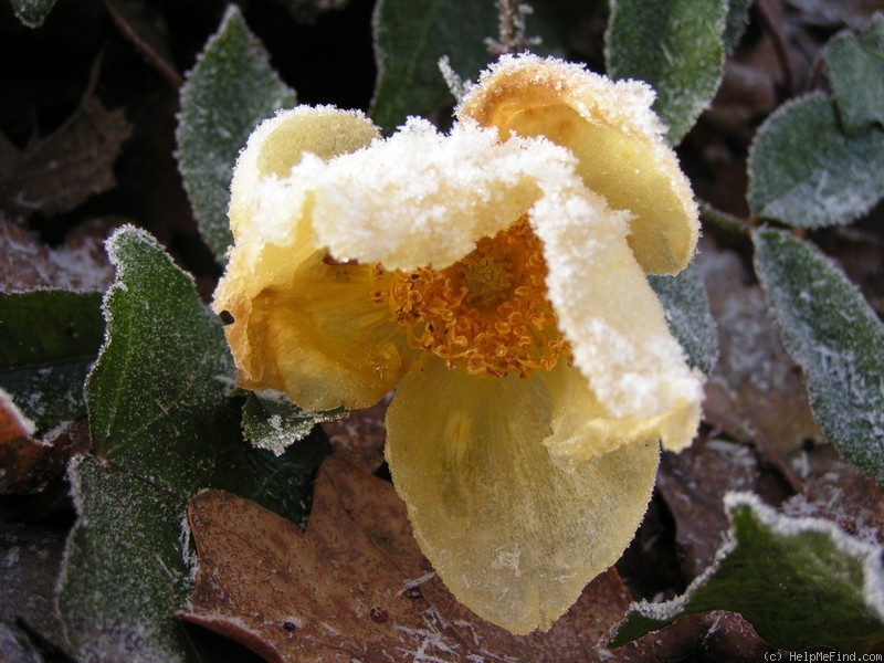 'Mermaid (hybrid bracteata, Paul, 1917)' rose photo