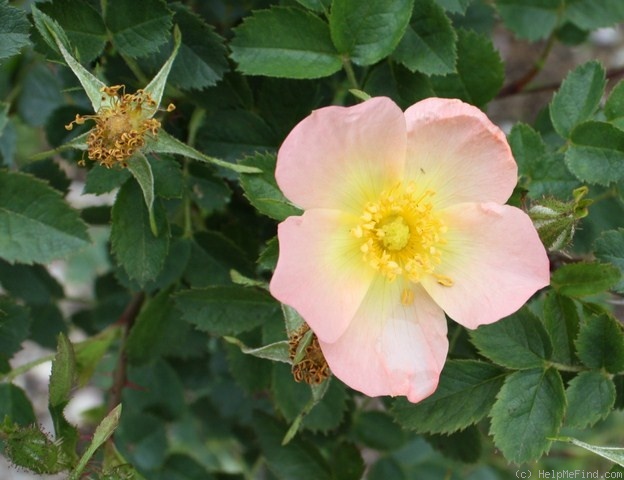 'Lord Penzance' rose photo