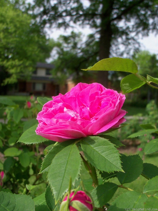 'Baronne Prévost (Hybrid Perpetual, Desprez, 1841)' rose, click to enlarge 'Baronne Prévost (Hybrid Perpetual, Desprez, 1841)' rose photo