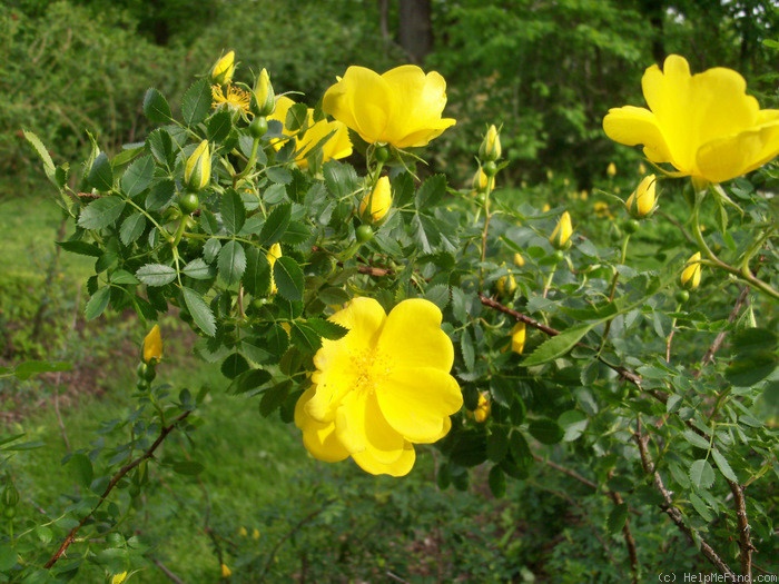 'R. foetida' rose photo