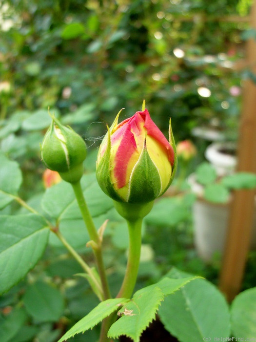 'Golden Celebration ™' rose, click to enlarge 'Golden Celebration ™' rose photo