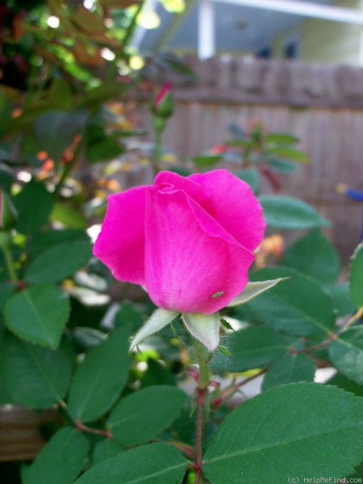 'Zéphirine Drouhin (Bourbon, Bizot 1868)' rose photo