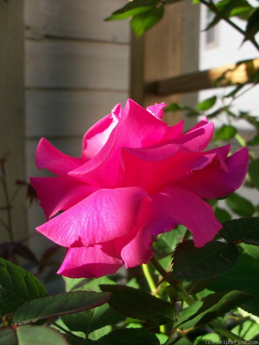 'Zéphirine Drouhin (Bourbon, Bizot 1868)' rose, click to enlarge 'Zéphirine Drouhin (Bourbon, Bizot 1868)' rose photo