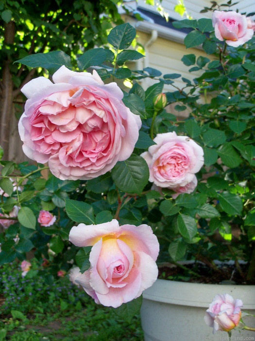 'Abraham Darby' rose, click to enlarge 'Abraham Darby' rose photo