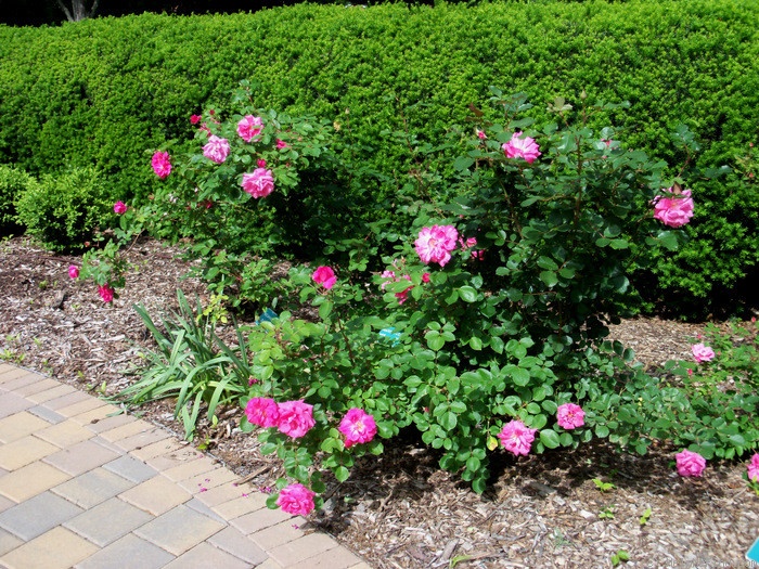 'Prairie Breeze' rose photo