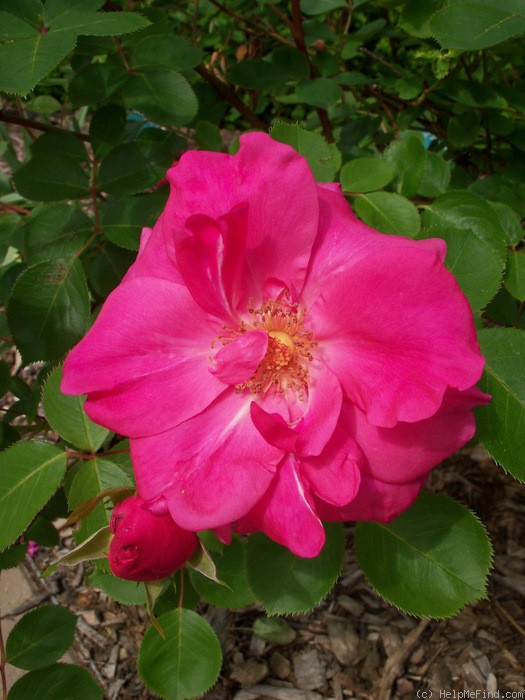 'Prairie Breeze' rose photo