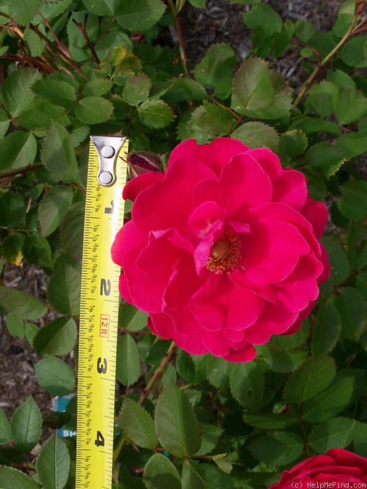 'George Vancouver' rose photo