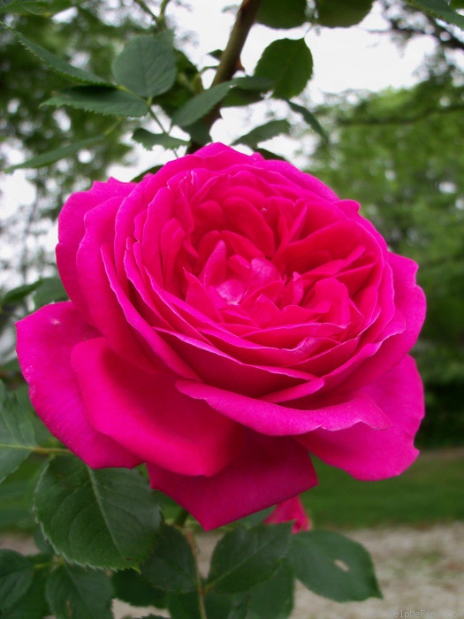 'Marchioness of Lorne' rose photo