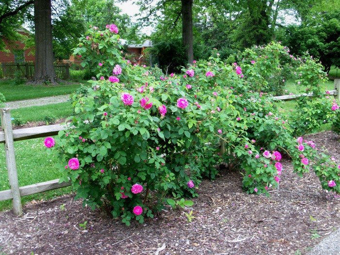 ‘Baronne Prévost ’ Rose Photo