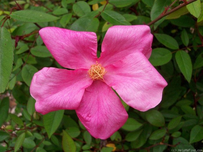 'Mutabilis (china, Unknown, before 1894)' rose photo