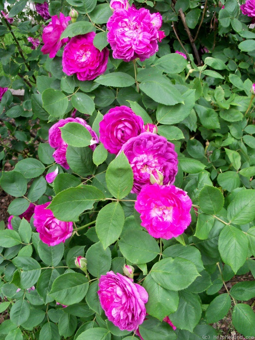 'Reine des Violettes (hybrid perpetual, Mille-Mallet 1860)' rose photo