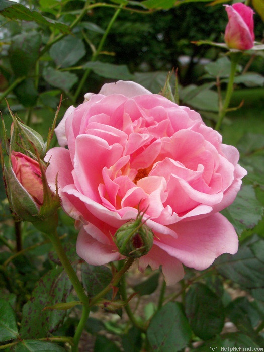 'Nymphenburg' rose photo