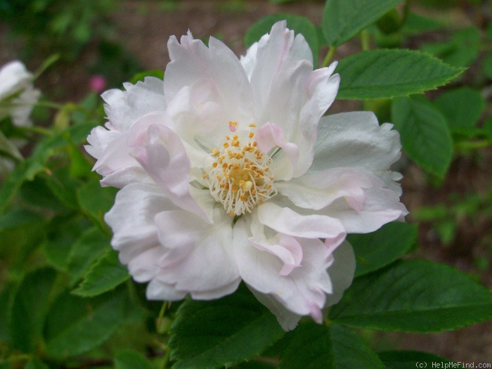 'Fimbriata (hybrid rugosa, Morlet, 1889)' rose photo