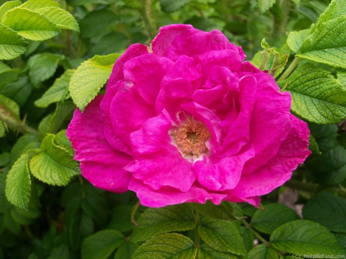 'Dart's Dash' rose photo
