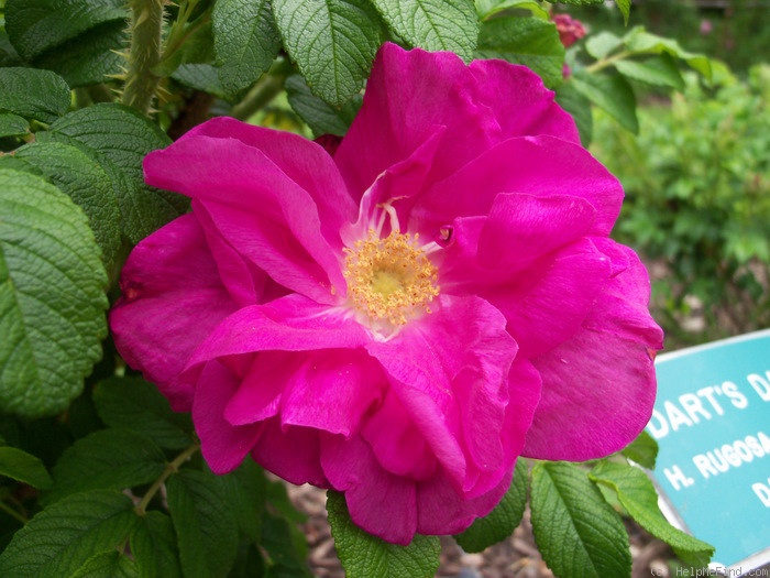 'Dart's Dash' rose photo