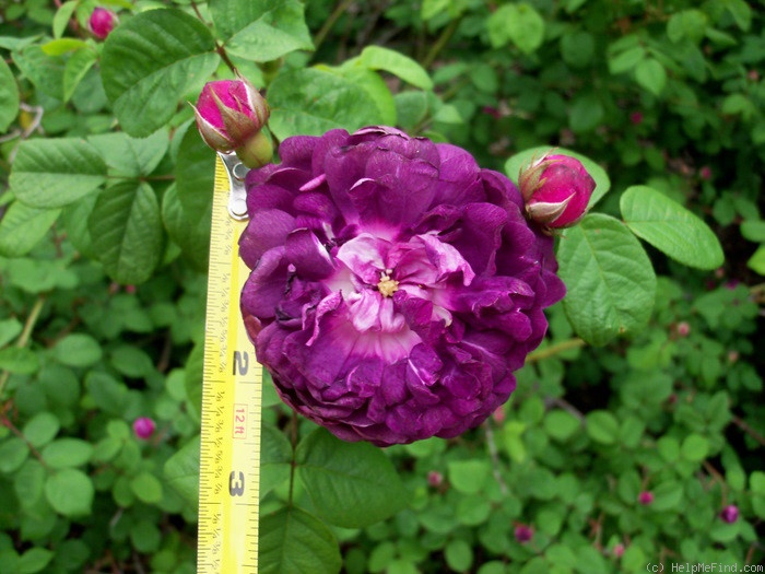 'The Bishop (gallica, Unknown 1790)' rose photo