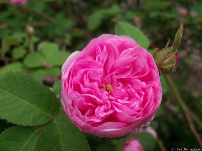 'Petite de Hollande' rose photo