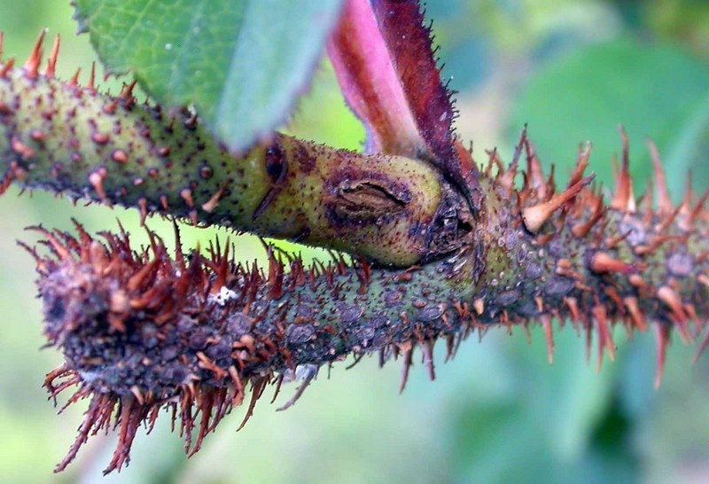 'Eugénie Guinoisseau (moss, Guinoisseau, 1864)' rose photo