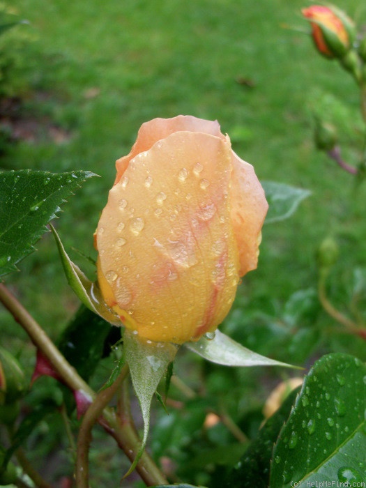 'Pat Austin ™' rose photo