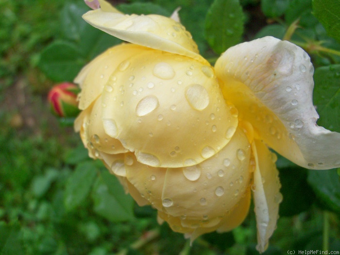 'Golden Celebration ™' rose photo