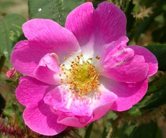 'Goethe (Moss, Lambert, 1911)' rose photo
