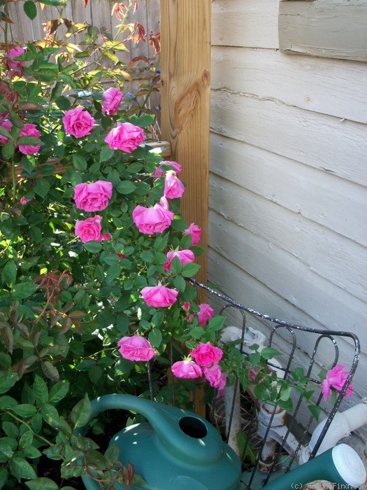 'Zéphirine Drouhin (Bourbon, Bizot 1868)' rose photo