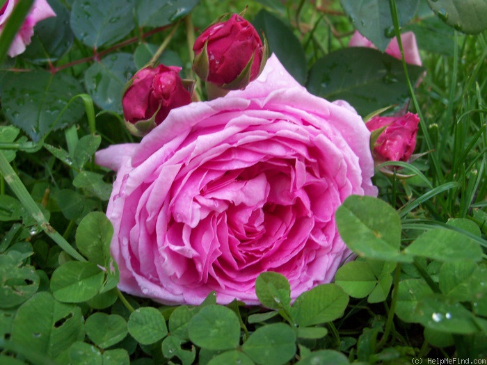 'Bishop's Castle' rose photo