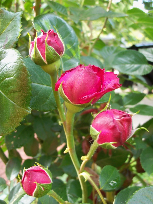 'Red Eden ™' rose photo