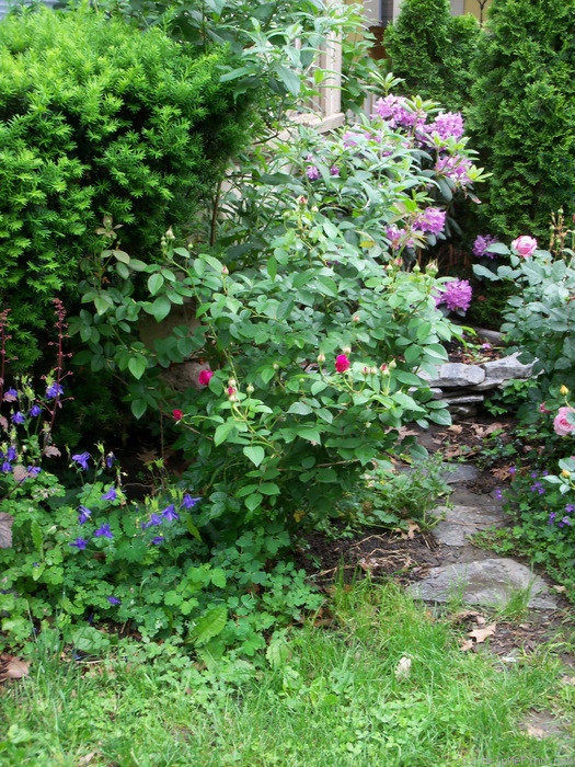 'William Shakespeare 2000 ™ (shrub, Austin 1994)' rose photo