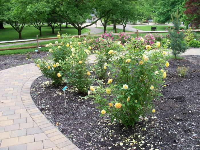 'Molineux' rose photo