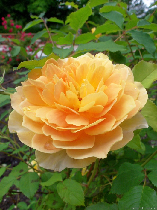 'Molineux' rose photo