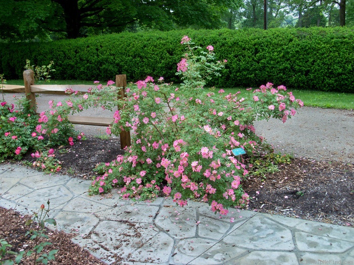 'Polar Joy ™' rose photo