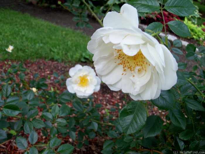 'White Dawn ®' rose photo