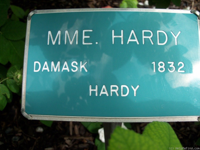 'Madame Hardy (Damask, Hardy, 1831)' rose photo