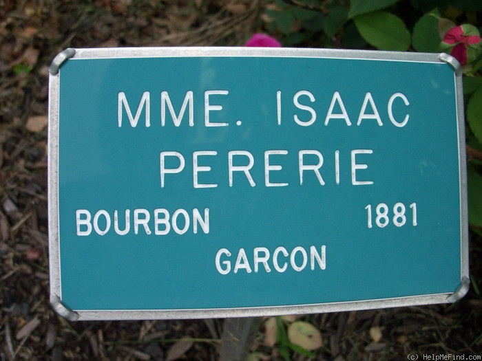 'Madame Isaac Pereire (Bourbon, Garcon, 1876)' rose photo