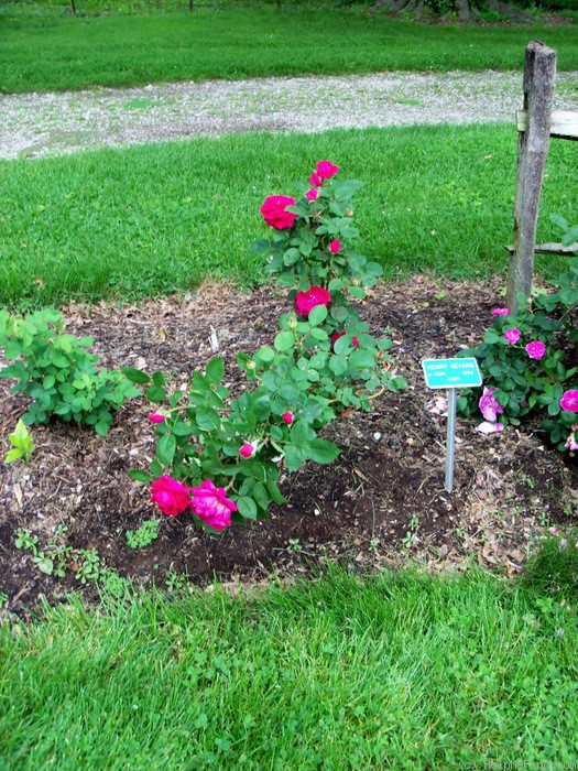 'Henry Nevard (Hybrid Perpetual, Cant, 1924)' rose photo