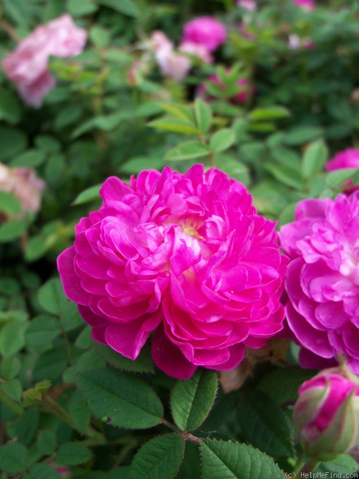 'Pompon de Bourgogne' rose photo