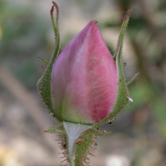 'Omar Khayyám' rose photo