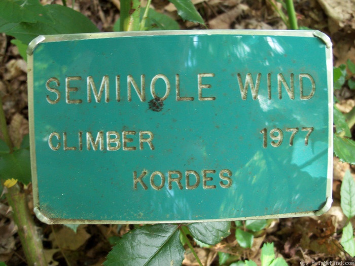 'Seminole Wind' rose photo