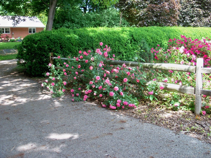 'Seminole Wind' rose photo