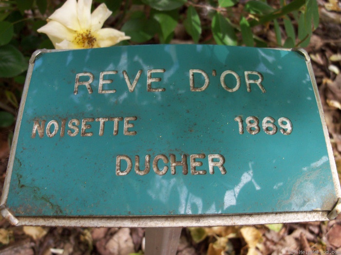 'Rêve d'Or' rose, click to enlarge 'Rêve d'Or' rose photo
