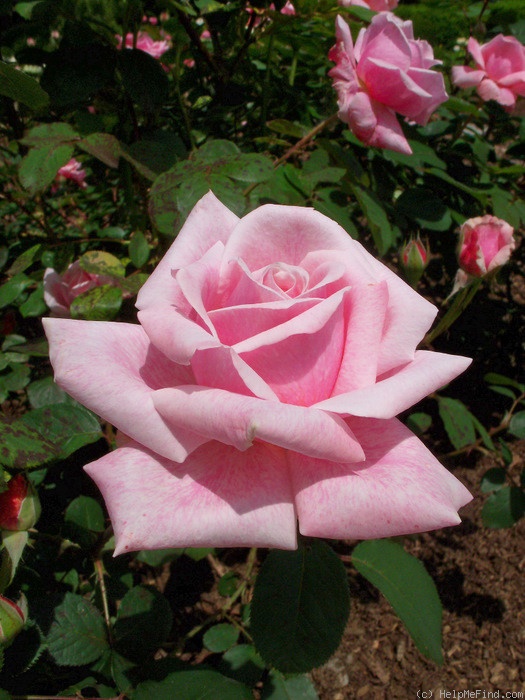 'Dorcas (shrub, Buck, 1984)' rose photo